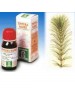 SP.EQUISETUM ARV. TM 50ml